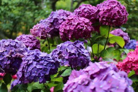 Hues flower green