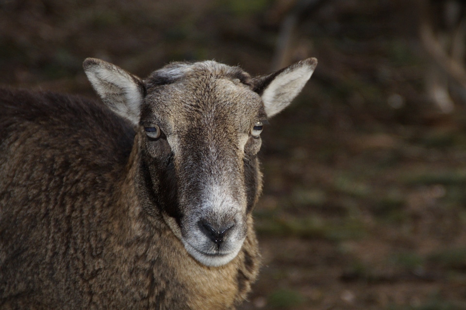 Mouflon portrait animal