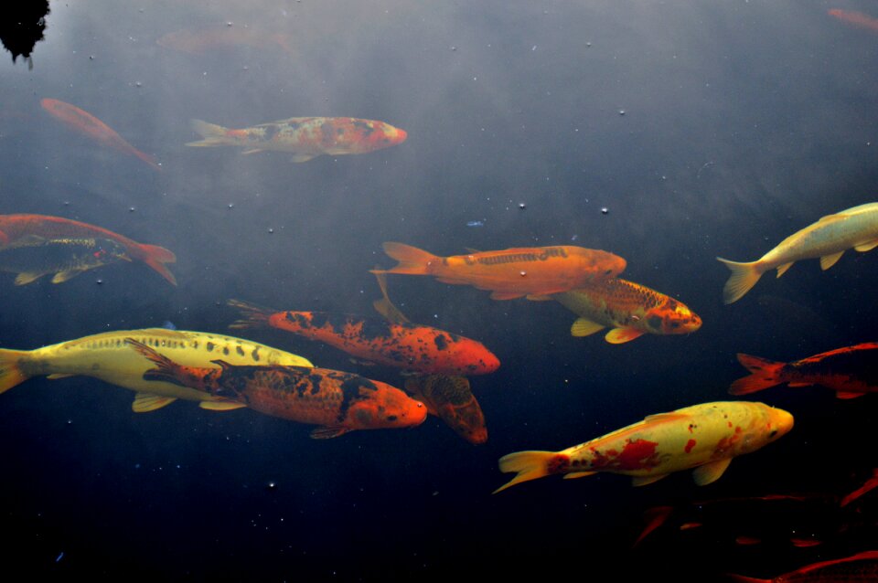 Fish carp water