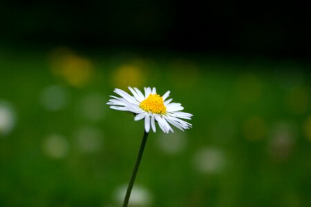 Grass yellow bloom photo