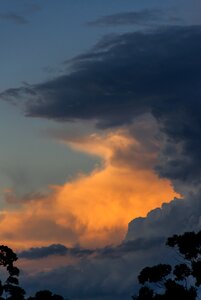 Grey golden australia