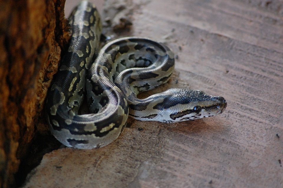 Wildlife predator exotic