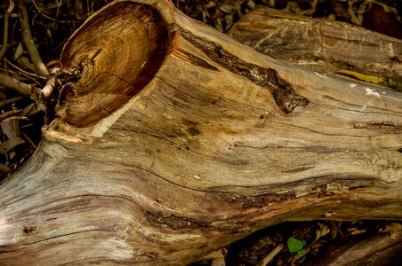 Sawn timber texture photo