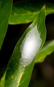 Insect white silken