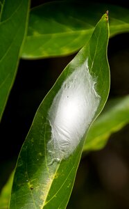 Insect white silken photo