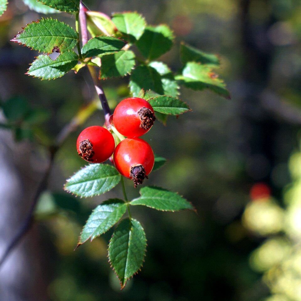 Autumn berry forest