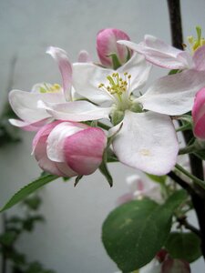 Nature apple tree blossom public record photo