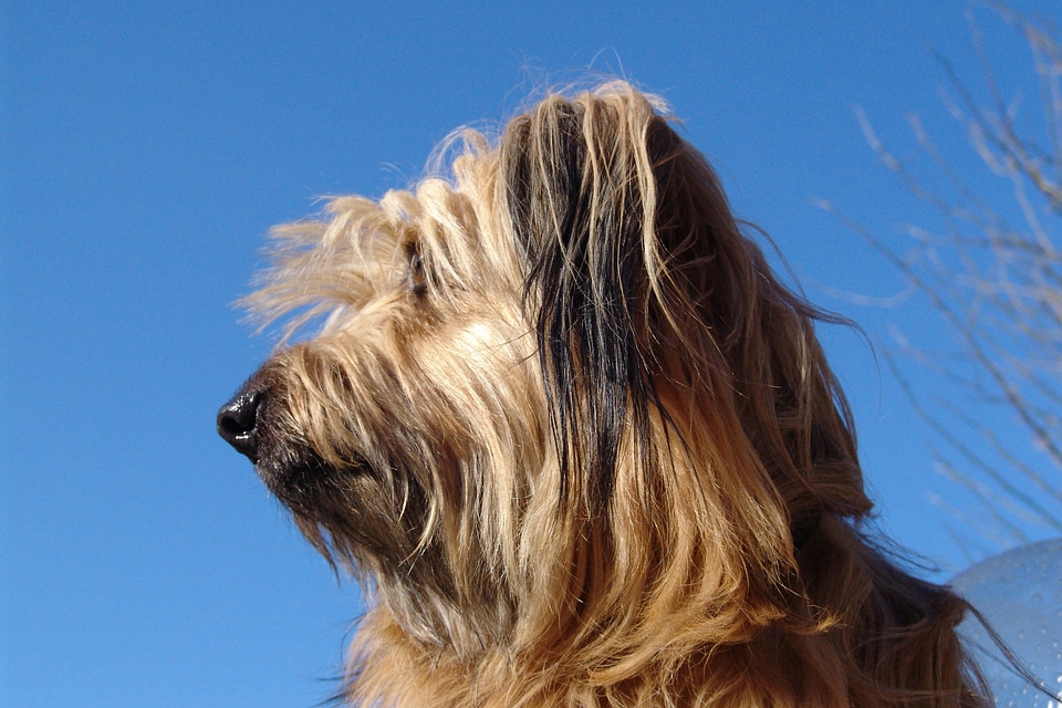 Dog melancholic close up