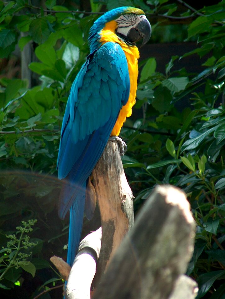 Beak ara zoo photo