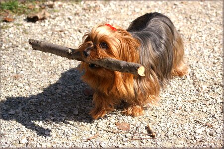 Loyalty play spout
