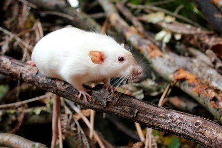 Rodent dumbo rat forest