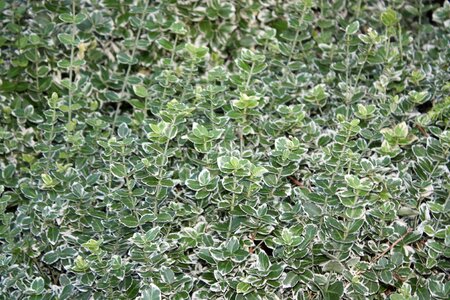 Nature plant leaves