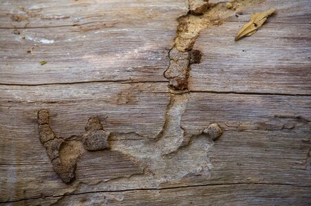 Timber texture knarled