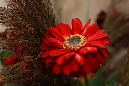 Bouquet gerberas red photo