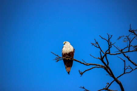 Eagle tree branch