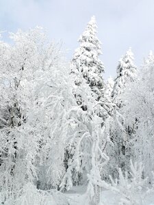 Cold wintry white photo