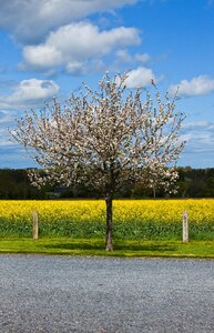 Spring cherry tree road
