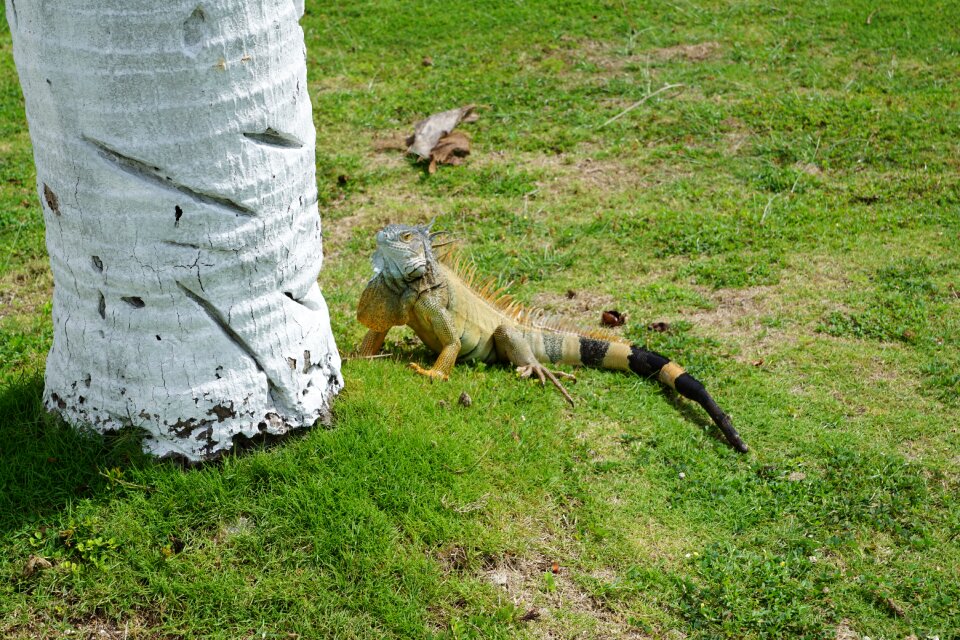 Cayman islands caribbean animal
