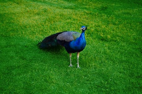 Safari lahore bird photo