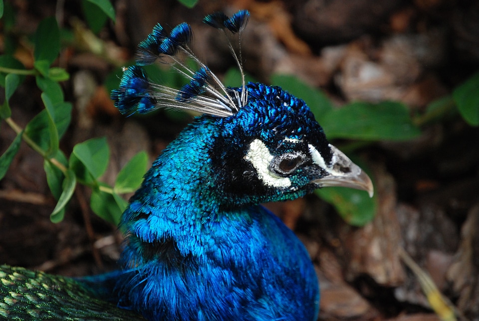 Bird elegance feathers photo