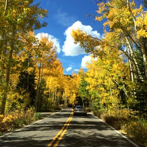 Autumn fall tree photo