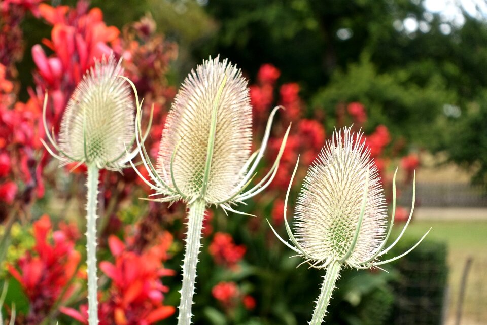 White nature botany