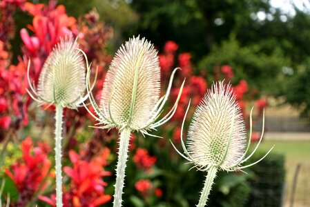 White nature botany
