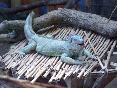 Iguana zoo animals