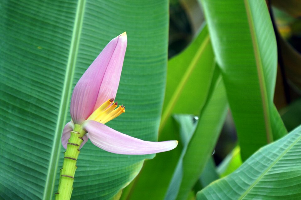 Blossom flower tropical