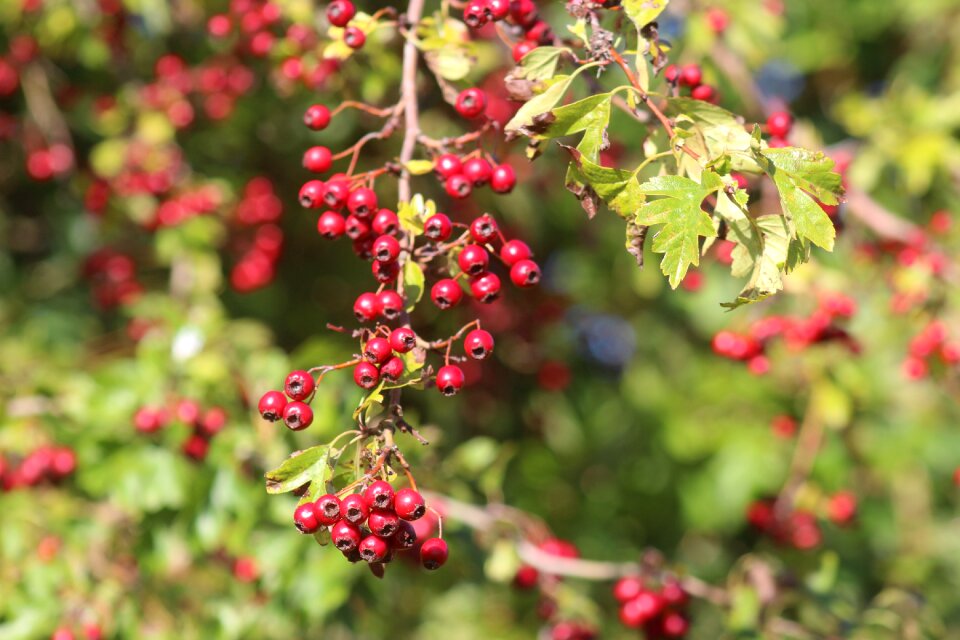 Plant berries pyracantha