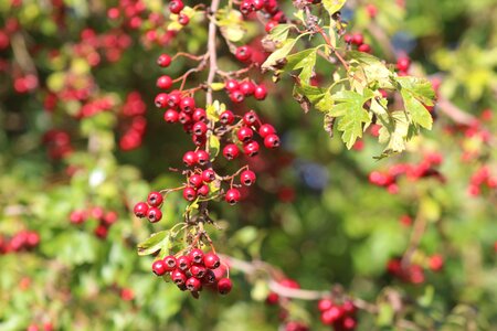 Plant berries pyracantha photo