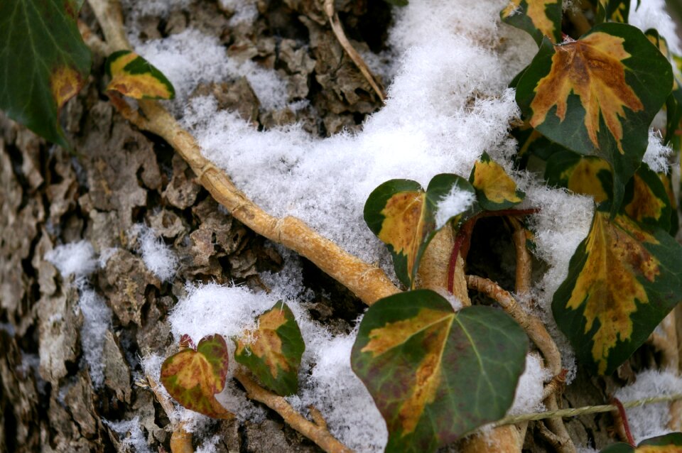 Ice crystal snowfall cold