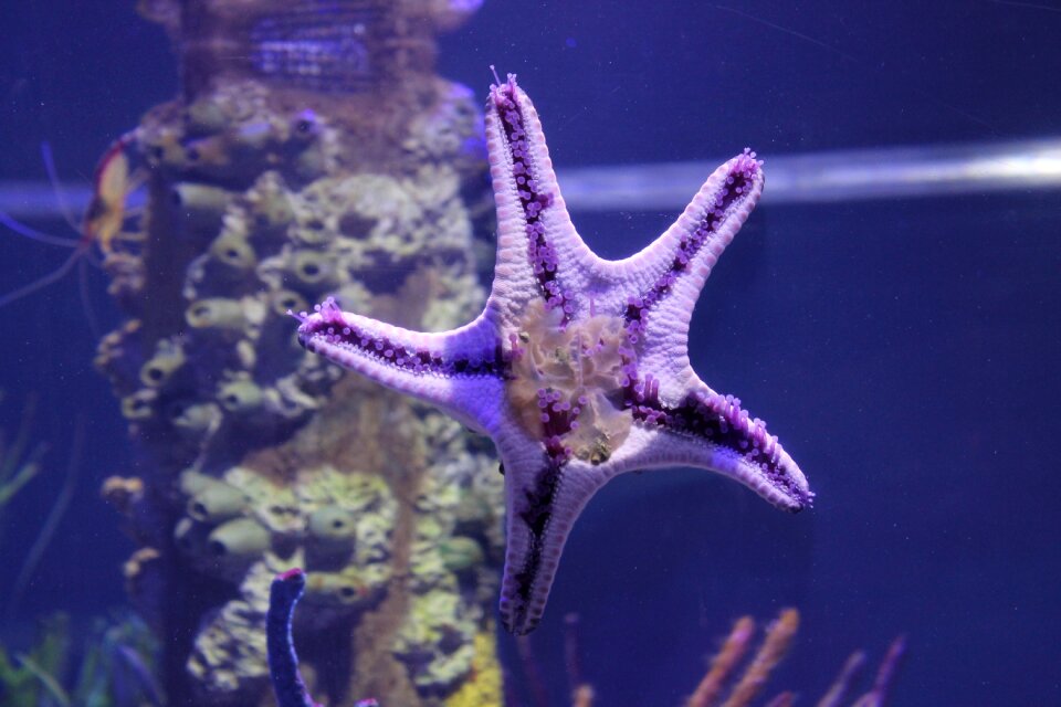 Aquarium starfish-tank