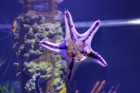 Aquarium starfish-tank photo