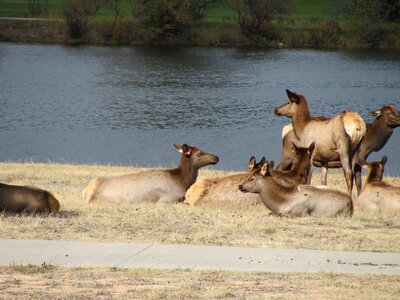 Wildlife mammal