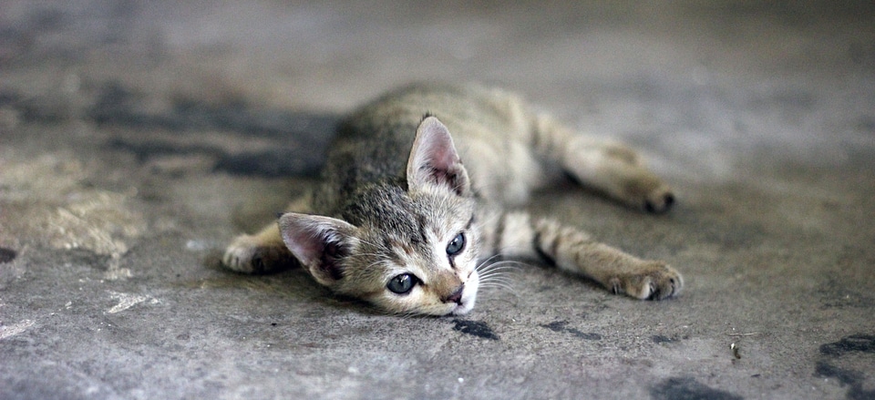 Tired sleepy kitten