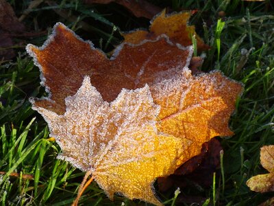 Frost leaves hoarfrost