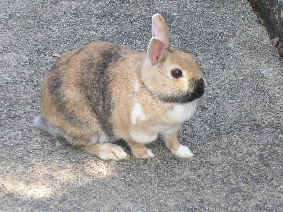 Hare pet munchkins