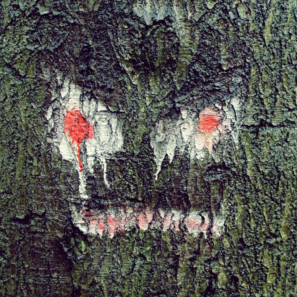 Tree face nature wood