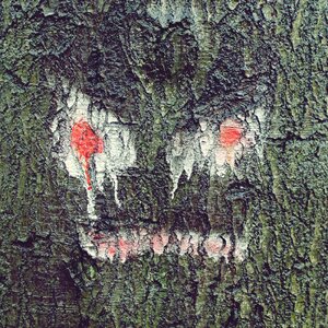 Tree face nature wood