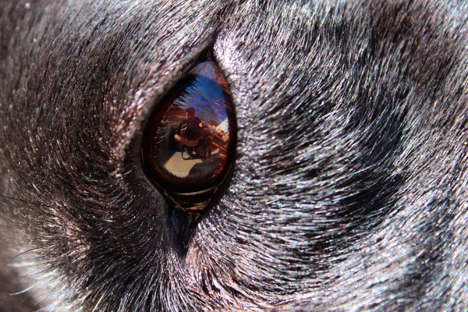 Animal bitch profile dog