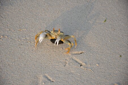 Sand fauna photo