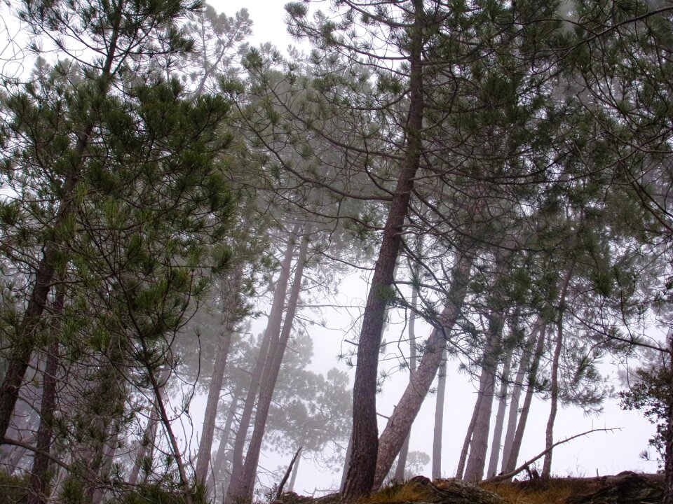 Undergrowth mist cévennes