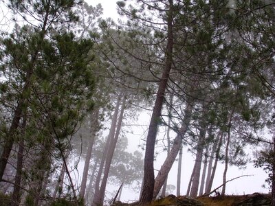 Undergrowth mist cévennes photo