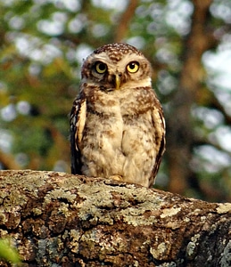 Owl nocturnal predator