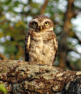 Owl nocturnal predator photo