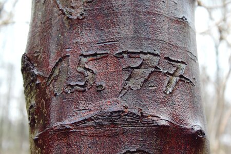 Log nature tribe