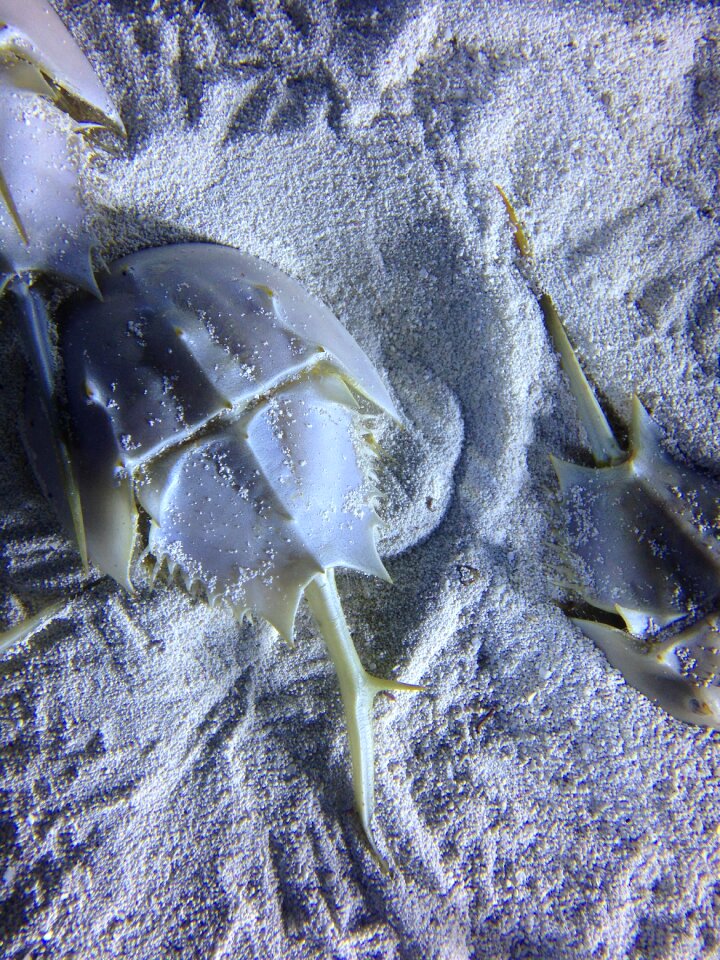 Horseshoe ocean sand