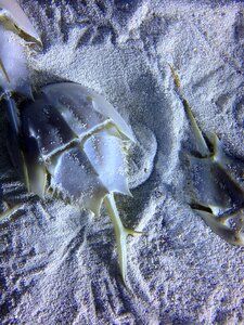 Horseshoe ocean sand