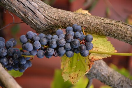 Summer wine plant photo